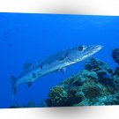 Fish Barracuda Bahama Reef A1 Xlarge Canvas