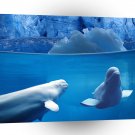 Fish Belugas Underwater A1 Xlarge Canvas