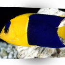 Fish Bicolor Angelfish A1 Xlarge Canvas