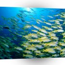 Fish Blue Banded Sea Perch A1 Xlarge Canvas