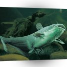 Fish Blue Catfish Swimming Floor A1 Xlarge Canvas