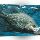 Fish Blue Crappie Minnow A1 Xlarge Canvas