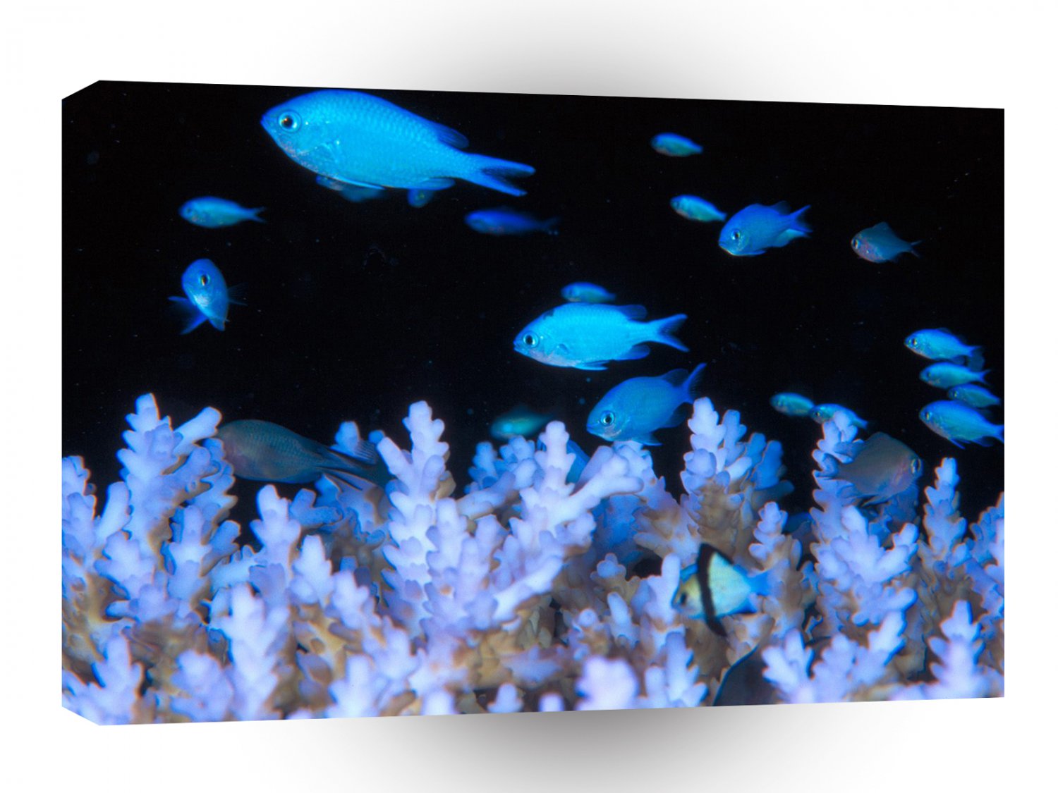 Fish Blue Damselfish A1 Xlarge Canvas
