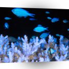 Fish Blue Damselfish A1 Xlarge Canvas