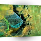 Fish Bluegill Hiding Coontail A1 Xlarge Canvas