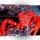Fish Bullseye Lobster Hawaii A1 Xlarge Canvas