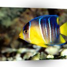 Fish Caribbean Blue Angelfish Mexico A1 Xlarge Canvas