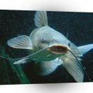 Fish Catfish Face In Channel A1 Xlarge Canvas