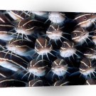 Fish Cats Meow A1 Xlarge Canvas