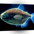 Fish Chip Off The Old Block A1 Xlarge Canvas