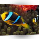 Fish Clarks Anemonefish A1 Xlarge Canvas