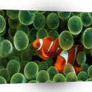 Fish Clown Fish A1 Xlarge Canvas