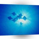 Fish Cownose Rays Galapag A1 Xlarge Canvas
