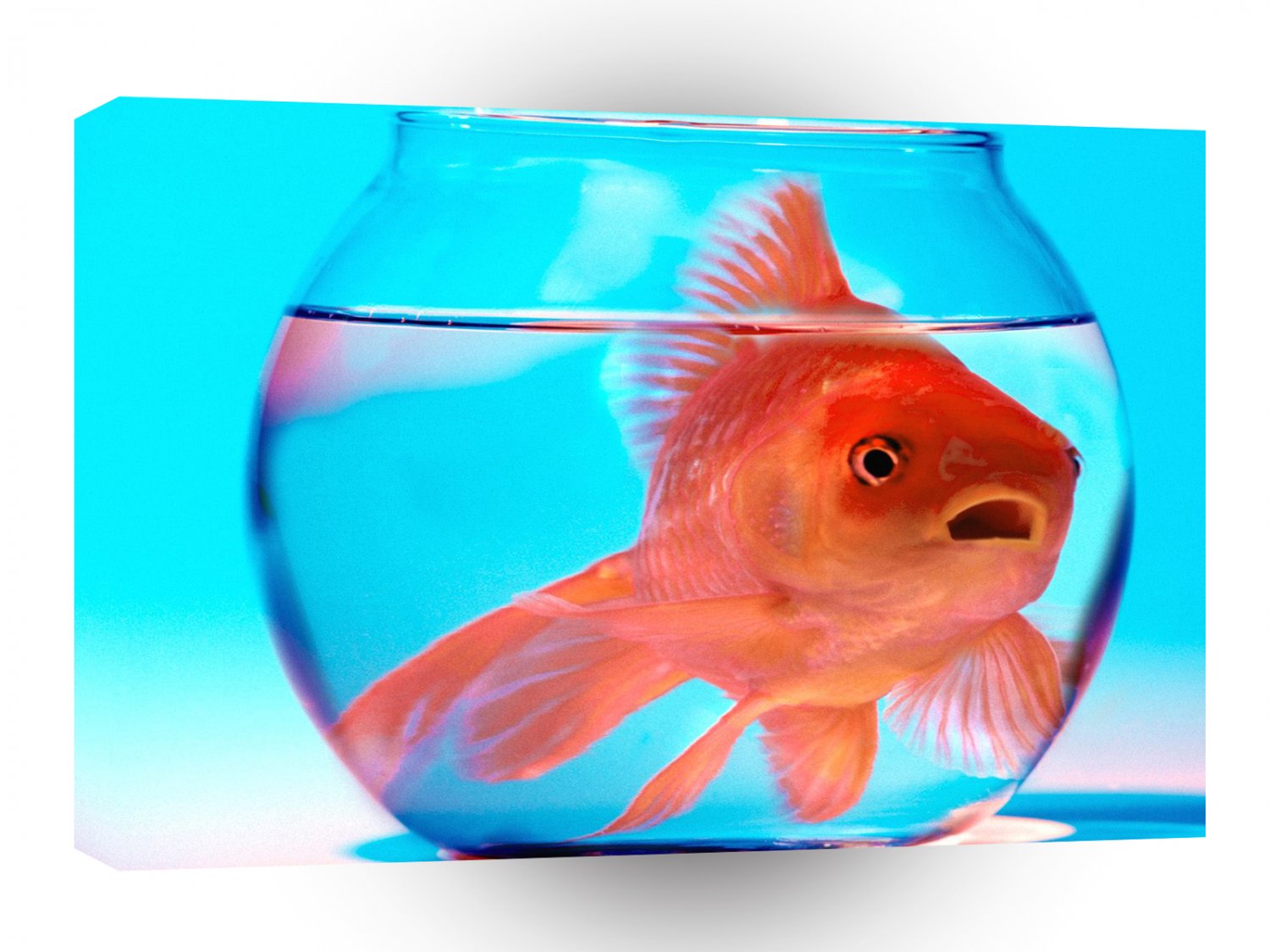 Fish Dont Stress A1 Xlarge Canvas