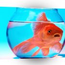 Fish Dont Stress A1 Xlarge Canvas