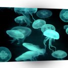 Fish Drifters Jellyfish A1 Xlarge Canvas
