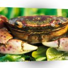 Fish Feeling Crabby A1 Xlarge Canvas