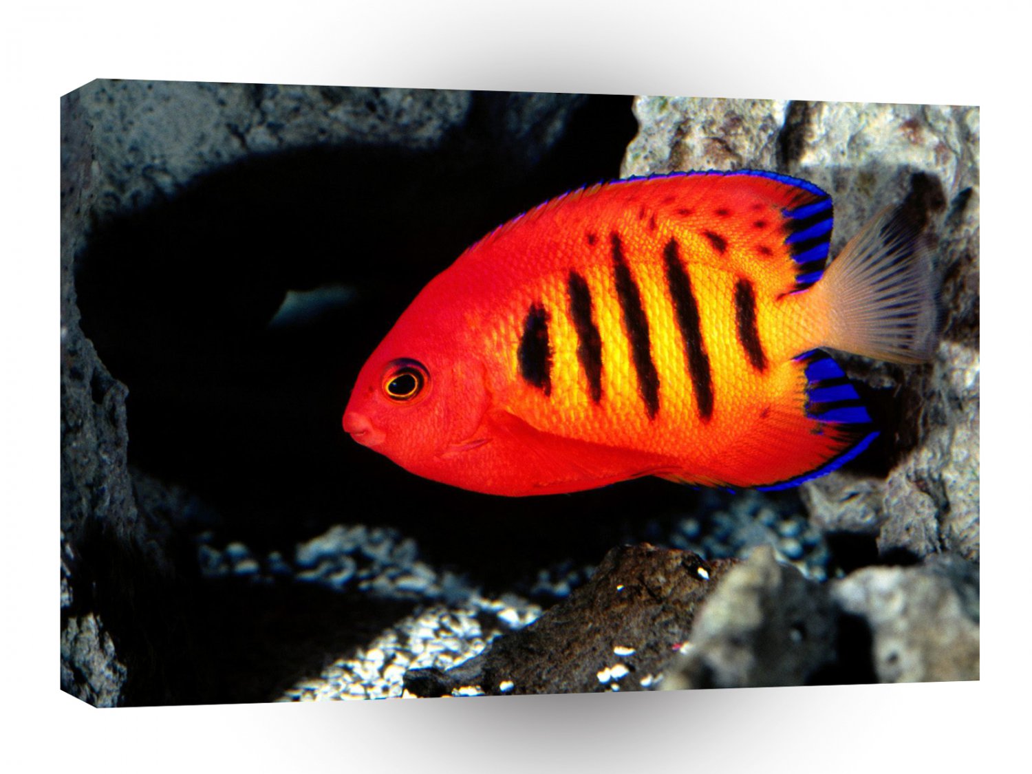 Fish Flame Angelfish A1 Xlarge Canvas