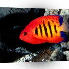 Fish Flame Angelfish A1 Xlarge Canvas
