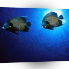Fish French Angelfish A1 Xlarge Canvas