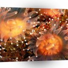 Fish Golden Cup Corals California A1 Xlarge Canvas