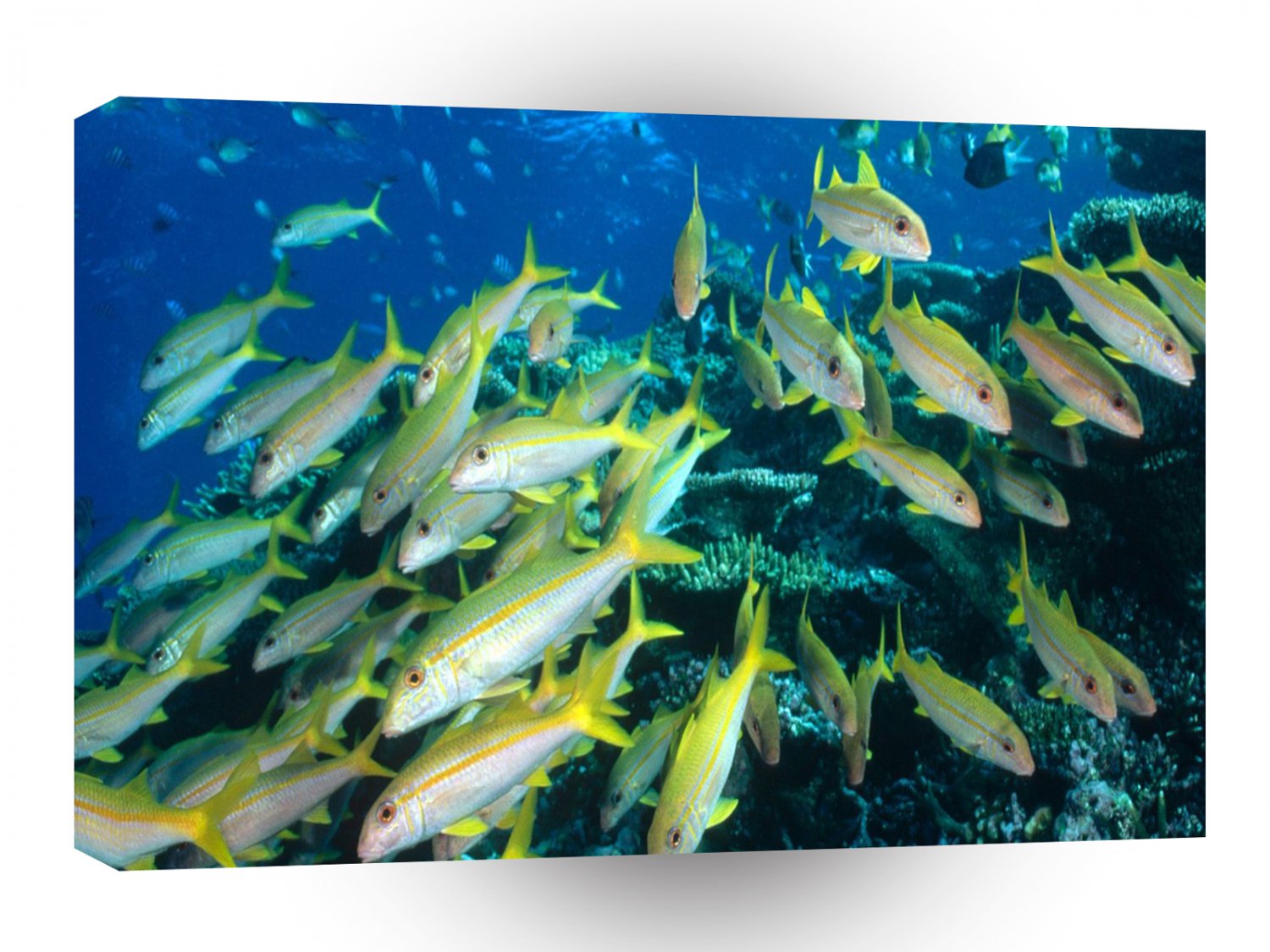 Fish Guarded Reef A1 Xlarge Canvas