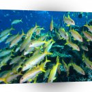Fish Guarded Reef A1 Xlarge Canvas