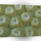 Fish Hard Coral Polyps Taveuni Fiji A1 Xlarge Canvas