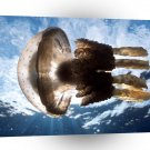 Fish Jellyfish Hawaii A1 Xlarge Canvas
