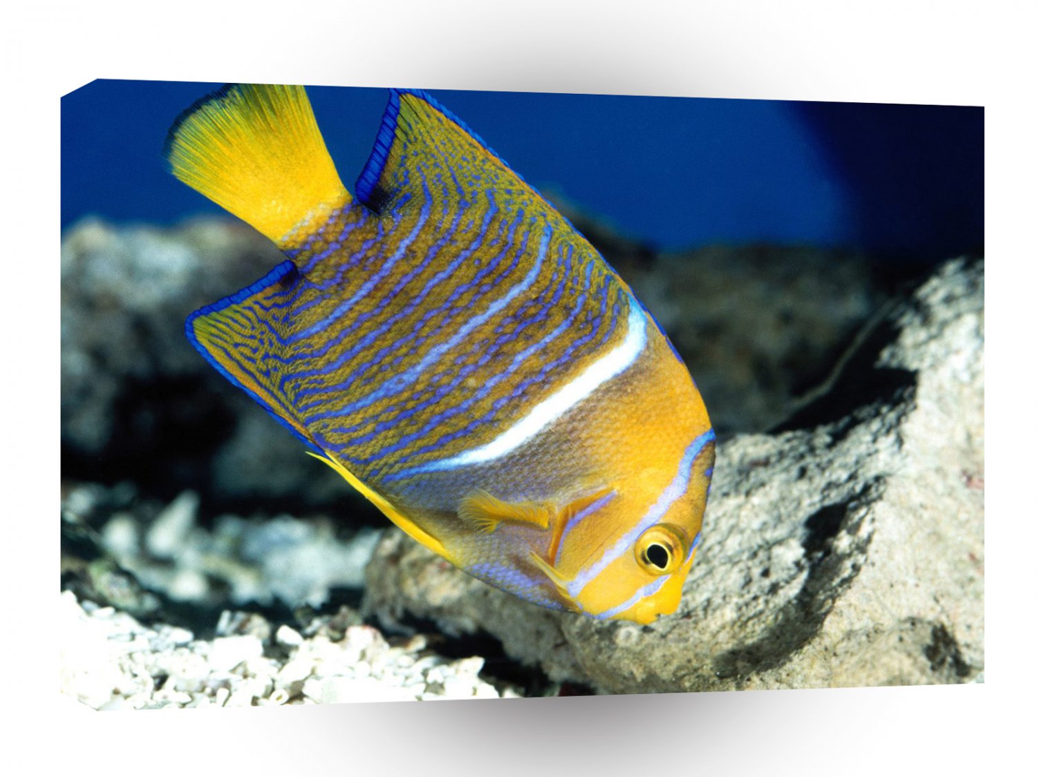 Fish King Angelfish A1 Xlarge Canvas