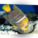Fish King Angelfish A1 Xlarge Canvas