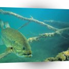 Fish Largemouth Bass Murk A1 Xlarge Canvas
