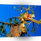 Fish Leafy Sea Dragon Australia A1 Xlarge Canvas