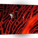 Fish Lemon Damselfish A1 Xlarge Canvas