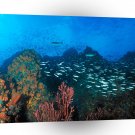 Fish Los Roques Reef Venezuela A1 Xlarge Canvas