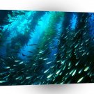 Fish Mackerel Kelp Forest California A1 Xlarge Canvas