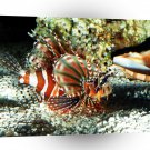 Fish Patrol Lionfish A1 Xlarge Canvas