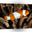 Fish Percula Clownfish Pacific A1 Xlarge Canvas