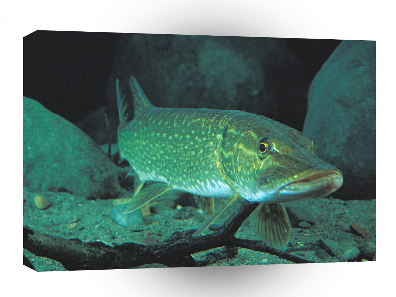 Fish Pike The Floor A1 Xlarge Canvas