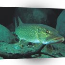Fish Pike The Floor A1 Xlarge Canvas