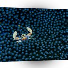 Fish Porcelain Crab Lagoon Fiji A1 Xlarge Canvas
