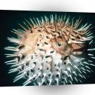 Fish Porcupine A1 Xlarge Canvas