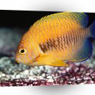 Fish Potters Angelfish A1 Xlarge Canvas