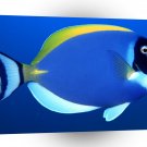 Fish Powder Blue Surgeon A1 Xlarge Canvas