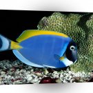 Fish Powder Blue Tang A1 Xlarge Canvas