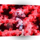 Fish Pygmy Seahorse A1 Xlarge Canvas