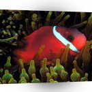 Fish Red And Black Anemonefish A1 Xlarge Canvas