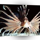 Fish Red Volitans Lionfish Pacific A1 Xlarge Canvas