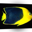 Fish Rock Beauty Angelfish Pacific A1 Xlarge Canvas