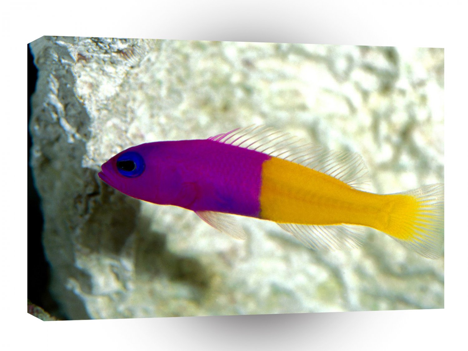 Fish Royal Dottyback Pacific A1 Xlarge Canvas